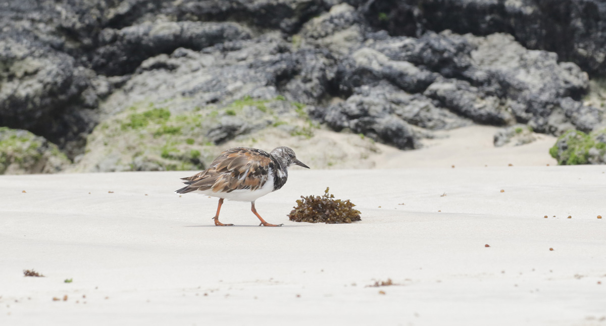 Turnstone